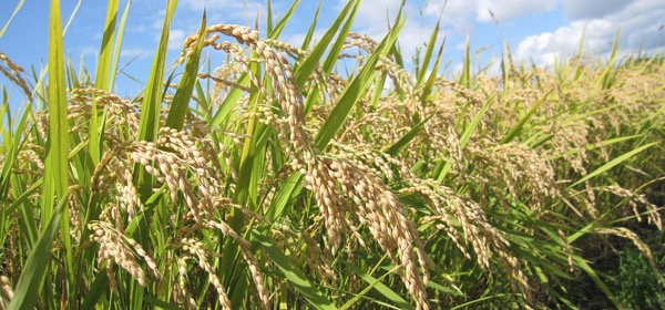 image06