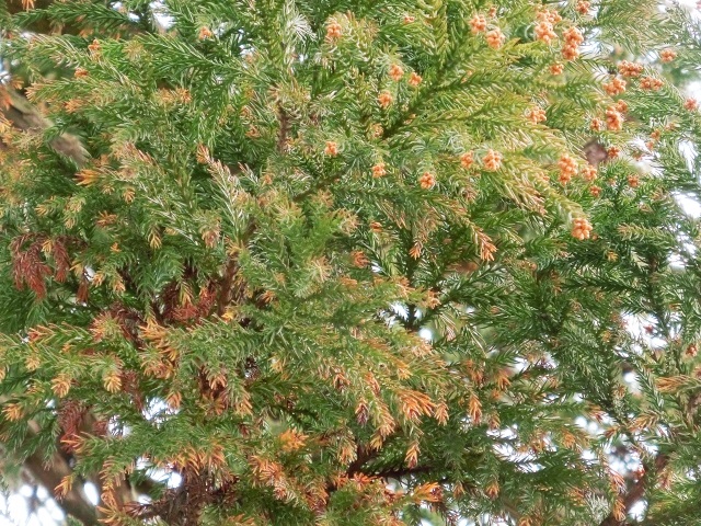 image09