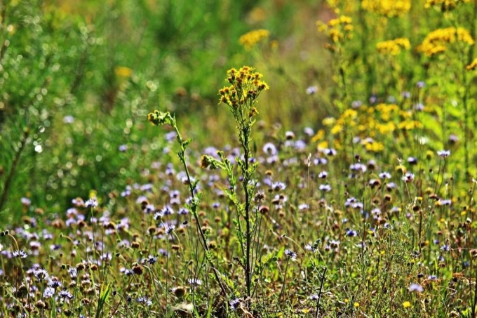 image12