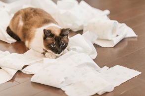 ティッシュをいたずらでグシャグシャにする猫