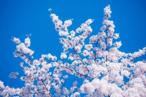 青空に淡いピンクの桜が映える