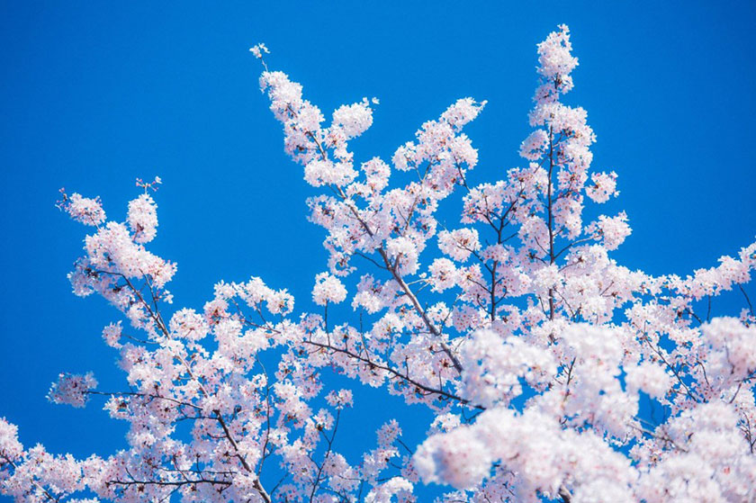 青空に淡いピンクの桜が映える