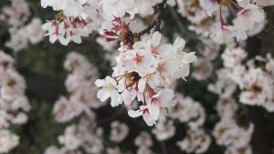サクラの花のアップ