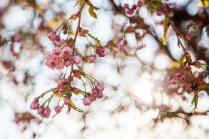 桜のつぼみ