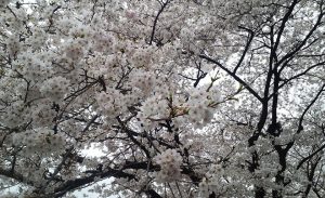 曇り空と満開の桜