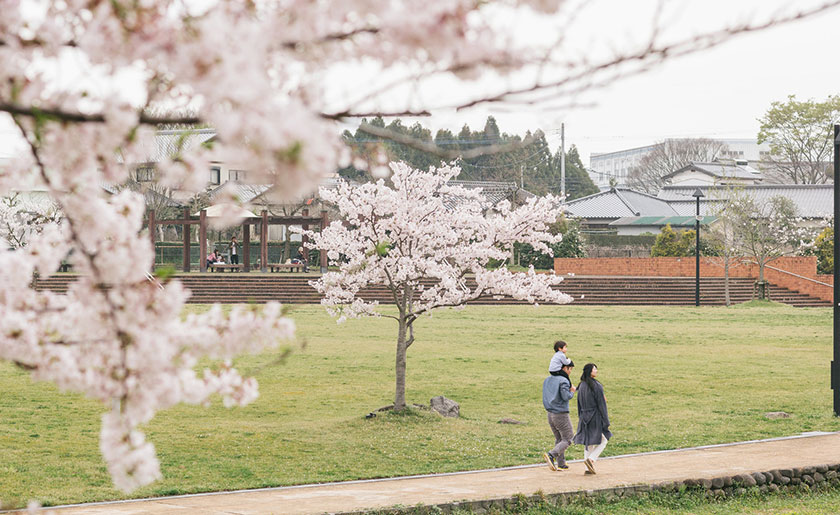 公園の桜並木の下を散歩する家族