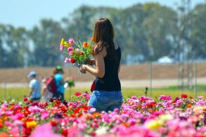花畑に立つ女性