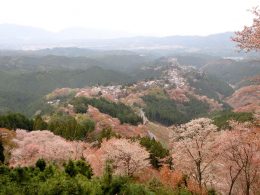吉野の桜