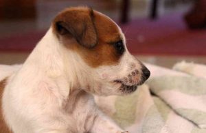 シーツの上に寝そべる犬