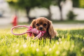 芝生の上の子犬