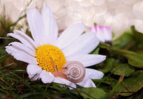 花とかたつむり