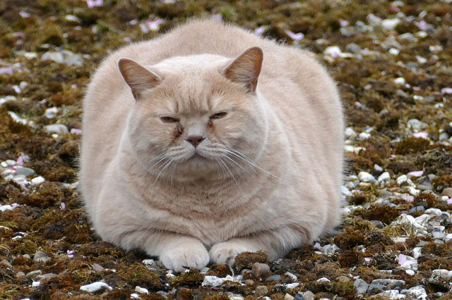 太すぎる猫