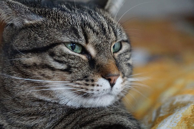 目を細めている猫