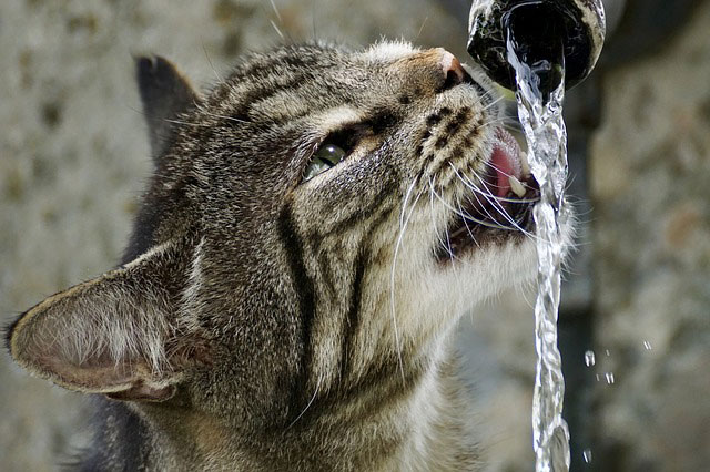 水を飲む元気な猫