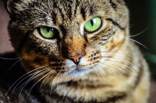 目力の強い猫