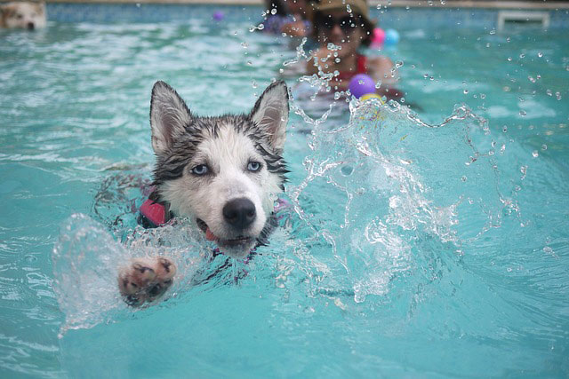必死に犬かきするシベリアンハスキー