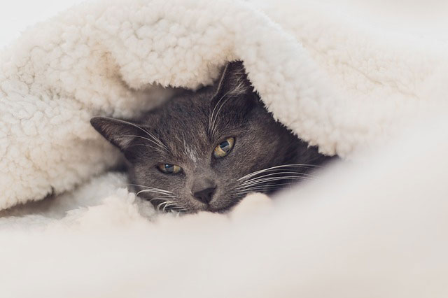 布団にくるまれて眠そうな猫