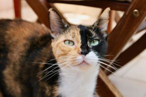 緑の目の三毛猫