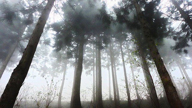 杉林と朝もや