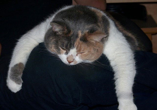 ヘバっている猫