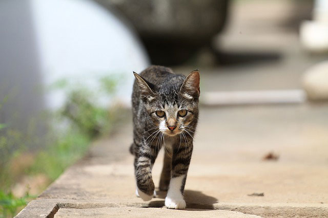 散歩をする猫