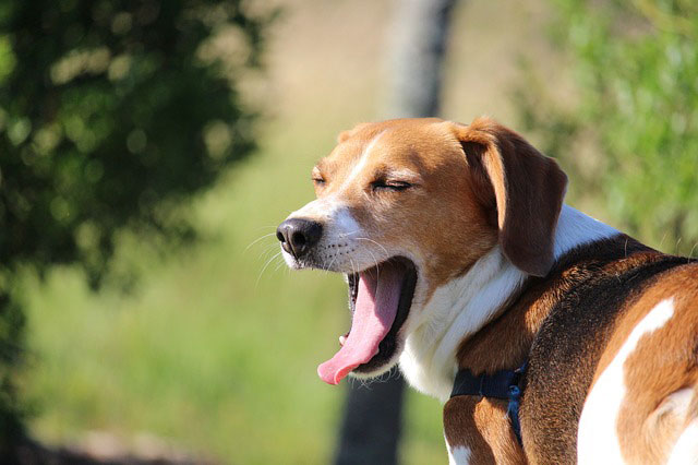 あくびをする犬