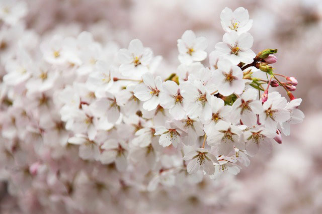 満開の桜