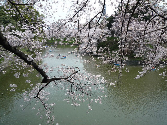 川面と桜