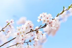 青空と桜
