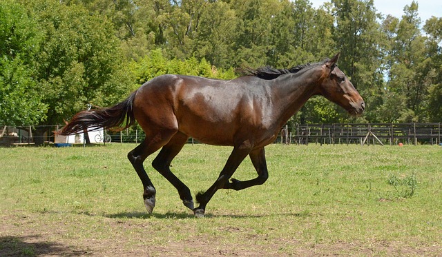 走る馬