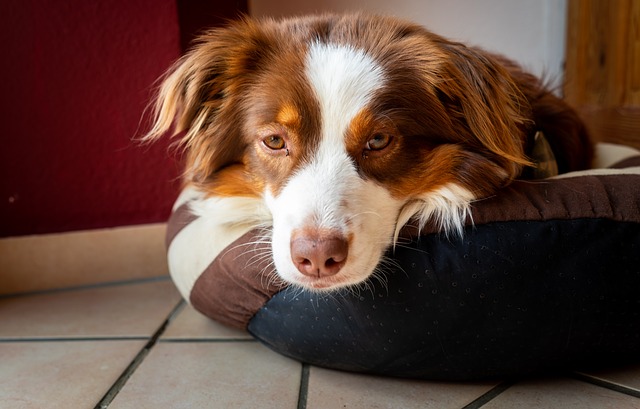 眠そうな犬