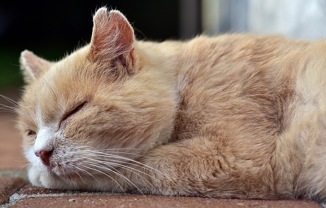 眠る猫