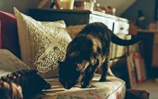 ソファのにおいを嗅ぐ猫