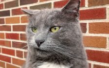 不機嫌そうな猫