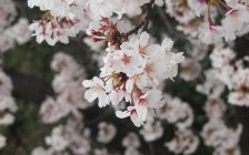 サクラの花のアップ